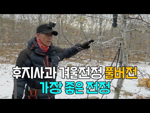 ★후지사과 전정  풀버전★ 가장 중요한 겨울전정 후지사과 가지치기