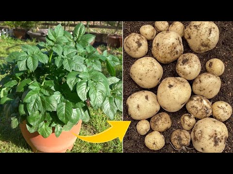 How to grow a lot of potatoes in a container