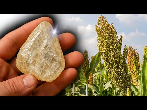 5 Plants That Reveal Where Diamonds Are Hidden – And You’ve Probably Never Noticed Them!