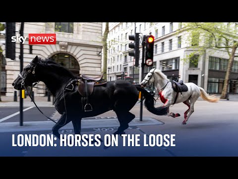 'Number of horses' on the loose in central London