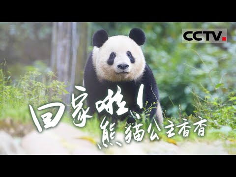【ENG】Back Home! Panda Princess Xiang Xiang【CCTV纪录】