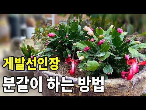 How to perfectly divide a crab cactus