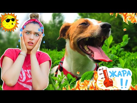 У СОБАКИ ТЕПЛОВОЙ УДАР - СИМПТОМЫ И ПЕРВАЯ ПОМОЩЬ | УХОД ЗА СОБАКОЙ В ЖАРКОЕ ВРЕМЯ ГОДА