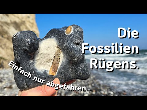 Was finden wir auf Rügen? Fossilien suchen an der Ostsee