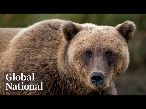 Global National: Nov. 23, 2025 | Bella Coola bear attack sparks calls to rethink hunting ban