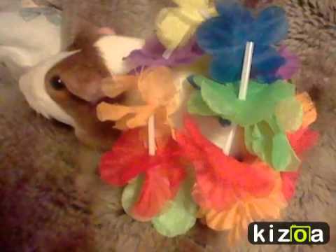 taffy's first birthday (april 1st)