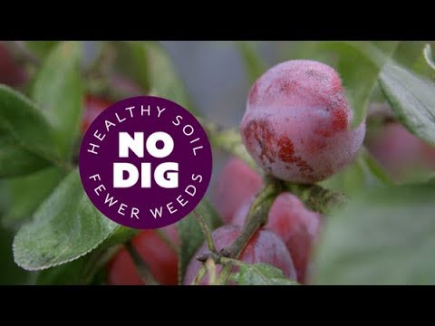 Fruit trees in a temperate climate: planting tips, rootstocks, mulch, prune, thin fruit
