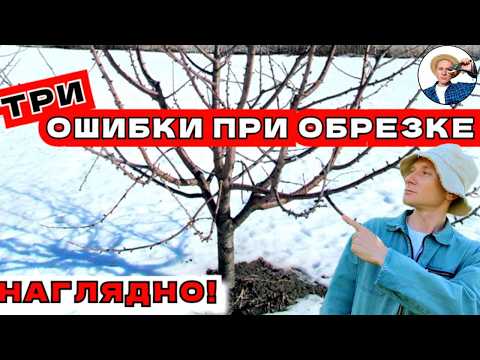 3 MAIN MISTAKES in tree pruning: rootstock, whorled branches, incorrect tier