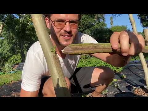 How to Get Bushier Moringa Trees | Drumstick Tree