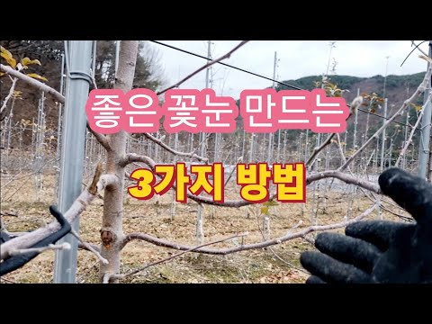 좋은 꽃눈을 만들기 위한 3가지 방법