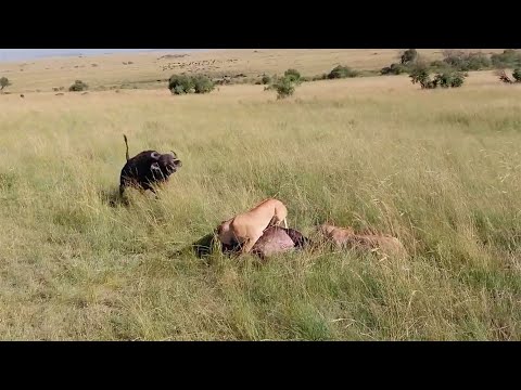 Buffalo mother saves her calf from lions and hyenas (Full sighting)