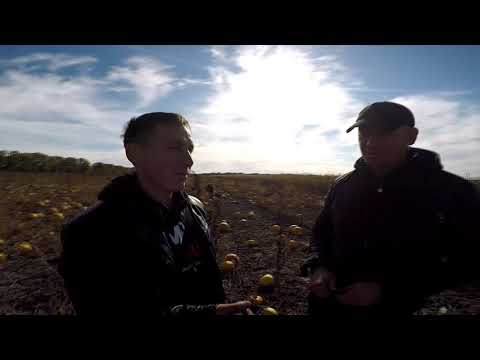 Такого врожаю Гарбуза я ще не бачив.Роман MOROZ і його поле гарбуза Данка Полька