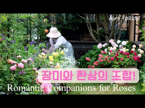 장미와 어울림이 좋은 식물 5가지🌹ㅣ같이 피어 더 아름다워요✨️ㅣ조화로운 컬러 배합팁 ㅣRomantic Companions for Roses