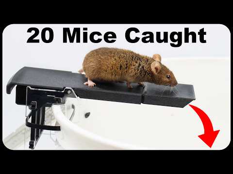 Catching 25 Mice With This Amazing Mouse Trap. The Double Action Walk The Plank. Mousetrap Monday