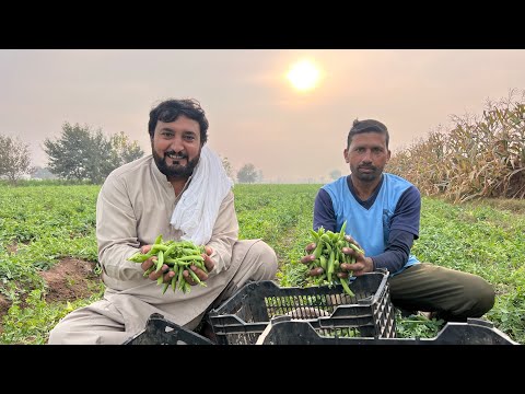 Matar di fasal tyar | Kheere nu bimaari aa gai | Karela di fasal | Anjum Saroya 