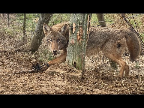 Waxed Sand made EASY! No equipment needed!