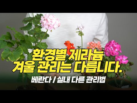 Geranium winter care varies depending on the environment. -Home gardening#pelargonium