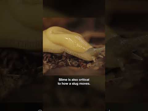 Why Are Banana Slugs So Slimy? | #DeepLook #Shorts