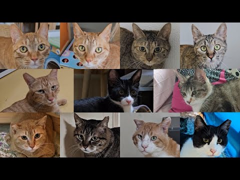 이렇게 특별한 고양이 11마리와 함께 살게 된 2유