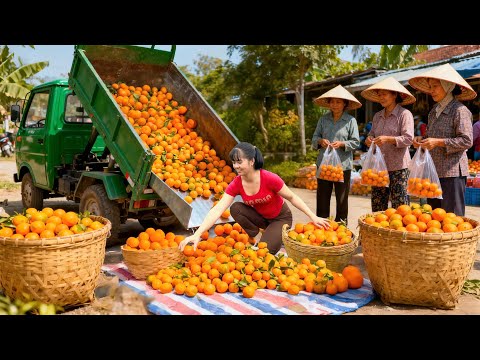 Watch a Massive Sweet Orange Harvest - Farm Life Adventure