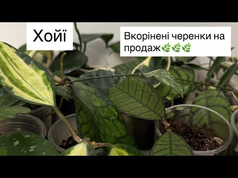 Hoya🌿 Rooted cuttings for sale