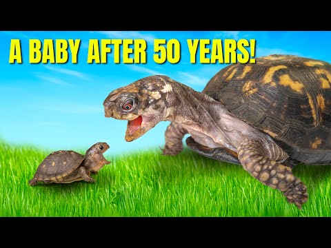 Rockalina Gets a Baby: 1977’s Kitchen Floor Turtle Fed Cat Food Finally Gets A Friend 