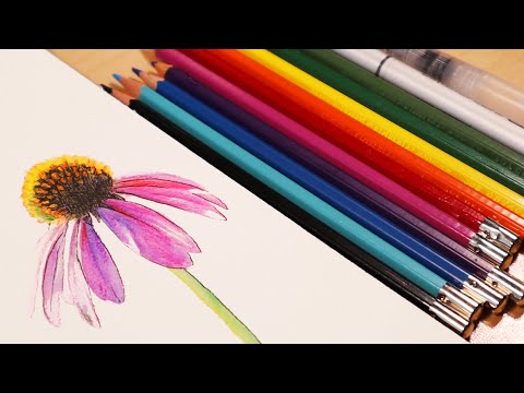 How to Use Watercolor Pencils - Flower Painting Tutorial