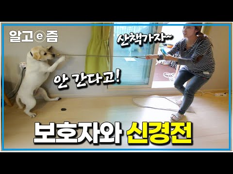 "집 밖은 위험해" 집에서 한 발자국도 나오기 싫은 리트리버의 고집 왜 그러는 걸까?|세상에 나쁜 개는 없다|알고e즘