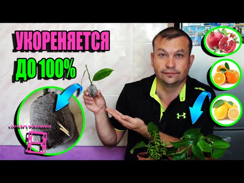 THE BEST WAY TO ROOTING CITRUS (LEMON) AND MYRTLE. EXOTIC PLANT ON THE WINDOW SILL 22-8