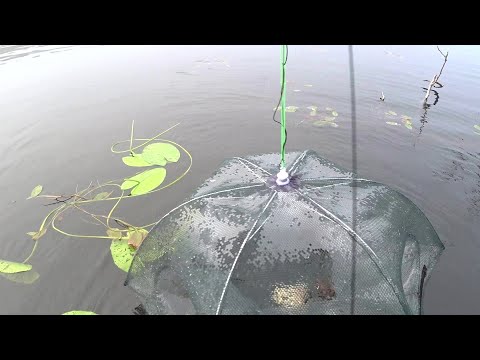 Ловля Раков на незнакомом Озере! Ставлю и Проверяю Раколовки! Китайские Раколовки-Зонтик!