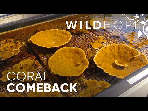 Coral Reefs That Can Finally Beat the Heat | WILD HOPE