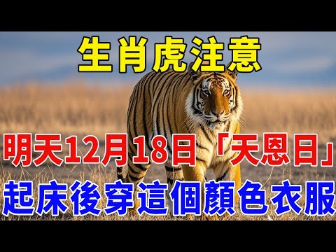生肖虎注意！明天12月18日，農曆十月廿九是「天恩日」，起床後穿這個顏色衣服，菩薩保你正財橫財大爆發，再倒楣都能逆天改命！【佛緣生肖】#生肖 #命理 #運勢 #屬相 #風水#生肖虎 #屬虎