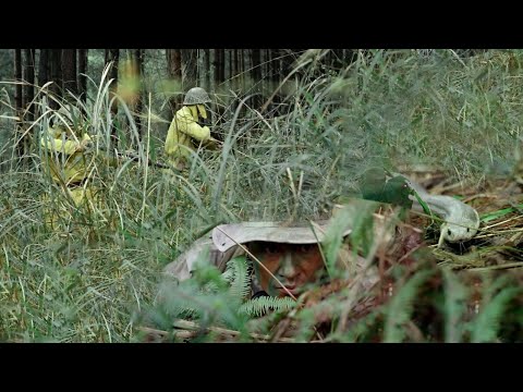Rescuing American pilot amidst lurking dangers of poisonous snakes and Japanese patrols.
