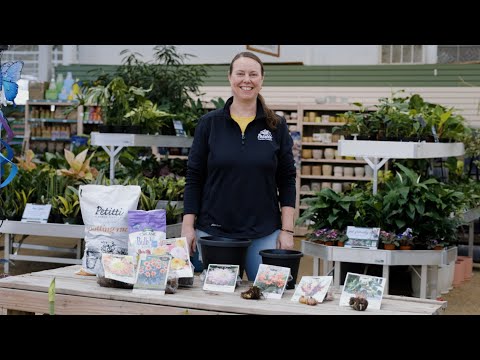 PETITTI | Starting Dahlias & Other Tender Summer Blooming Bulbs Indoors