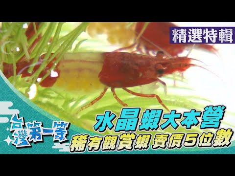 台灣第一等【水中活寶石 錦鯉大王飆天價／屏東水族王國 稀有水晶蝦大本營】 _精選特輯