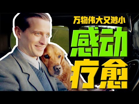 超解壓！來自小動物的心靈療癒，9.4分菜鳥獸醫鄉村物語，一口氣看完高分英劇《萬物生靈》S1