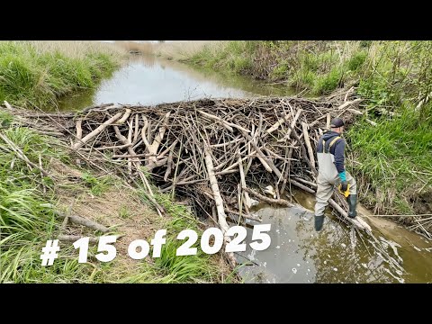 Beaver Dam Removal 2025 TOP 15 LIST # 15