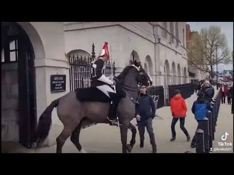8 times the kings guard used their horse to move tourist's away #horseguardsparade