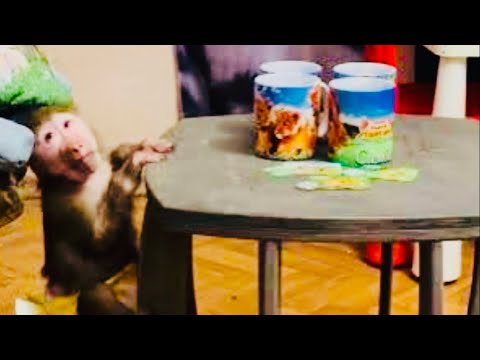 Маняшка и Степа не хотят играть самостоятельно и просто не отходят от меня)