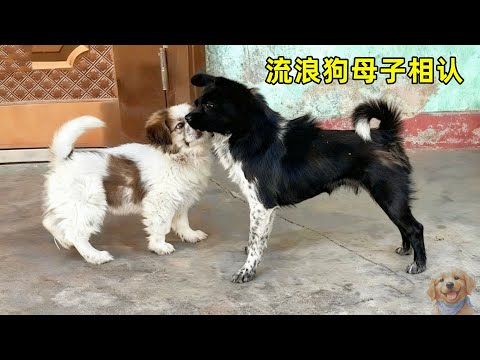 流浪小狗大胆的乞求路人收养，最终它打动了心软的神，还回到了狗妈妈身边