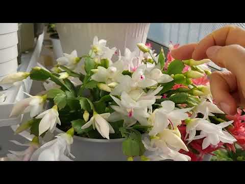 가재발🦞 게발선인장🦀 // 꽃🌸 200% 잘 피우는 3대 비밀(나만의 노하우)