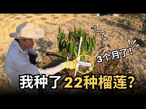 【🇲🇾⛰️我种了22品种榴莲！你听过几种？🤔】00后正式踏入榴莲界｜Durian Vlog 记录农场日记