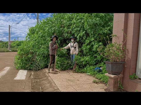 4-Meter-High Weeds and Terrifying Dangers! The Most Difficult Sidewalk Cleanup You've Ever Seen