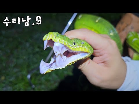 아나콘다부터 초희귀 아마존뱀까지 싹 잡았네요...!!ㄷㄷ [수리남 뱀 특집]
