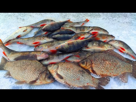 ОКУНЬ, КАРАСЬ, ПЛОТВА,  затоки річки ПСЕЛ. Ловля окуня. Рибалка на карася.