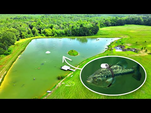 Strapping a Tiny Camera on a Bass!