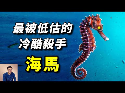 海洋裡最高效的獵手，被稱為「龍的私生子」，爸爸生娃，直立行走，演化史上的第一奇葩——海馬【老肉雜談】#動物 #野生動物 #海洋生物 #海馬 #海鮮