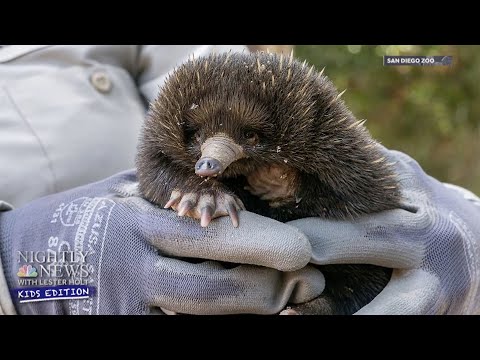 Lester Holt Pays A Virtual Visit To The San Diego Zoo | Nightly News: Kids Edition