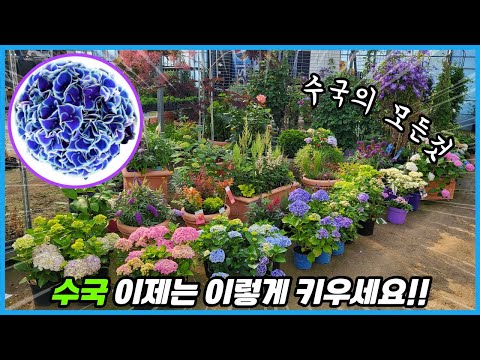 꽃시장에서 수국을 사왔다면 이대로 해보세요!! 수국키우기 총정리 (분갈이, 가지치기, 뿌리정리, 비료)