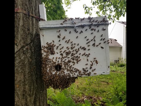 Watch a swarm move into a trap - start to finish!